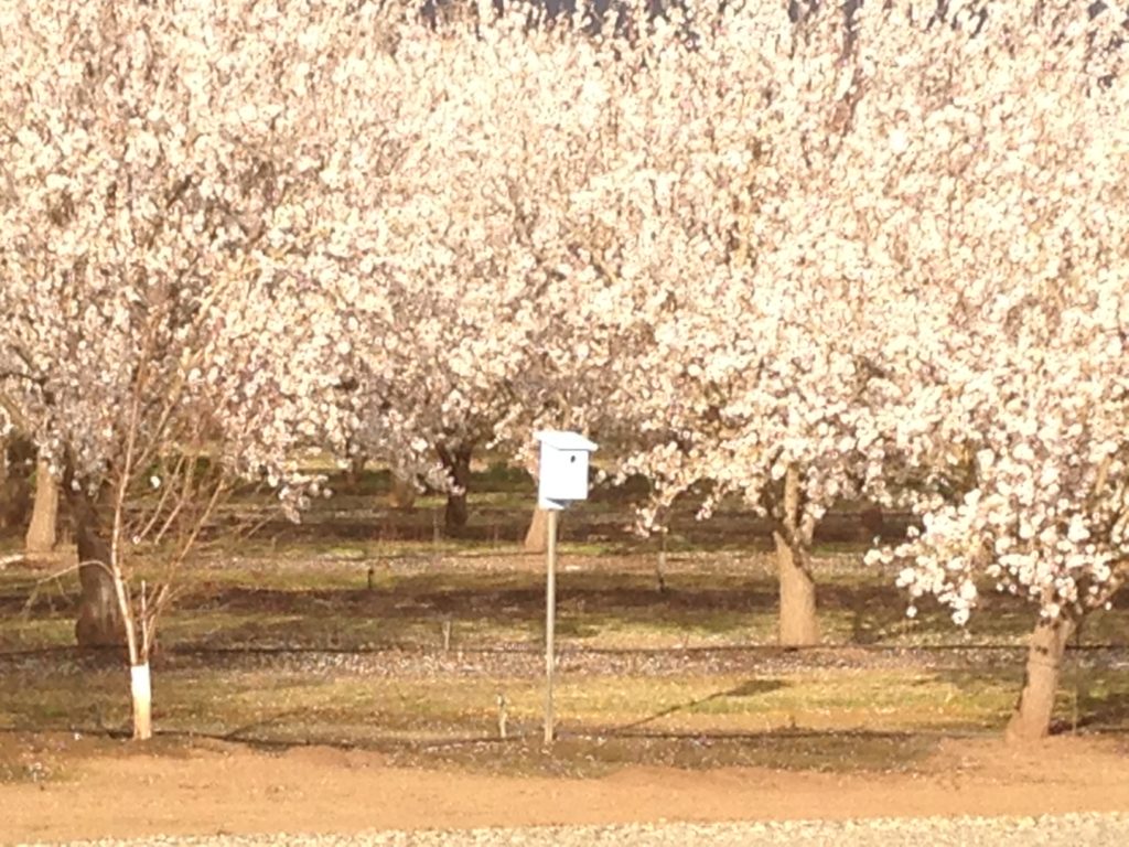 The almonds bloom around the blue bird house at Clawfoot farm