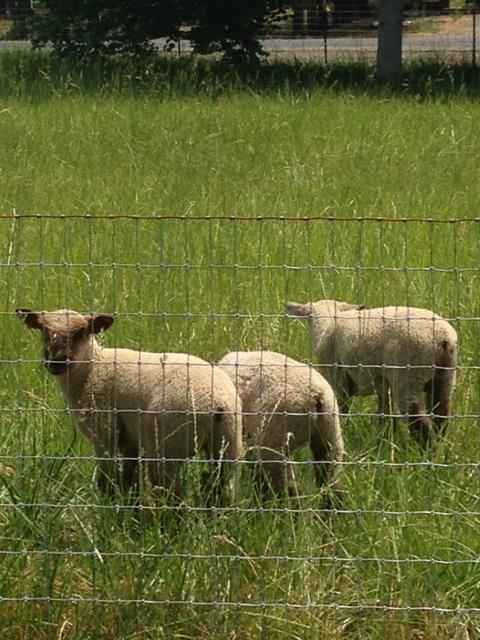 Lambs in open pasture